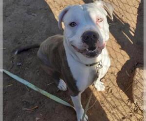 Bullboxer Pit Dogs for adoption in Santa Maria, CA, USA