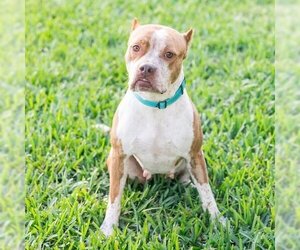 American Pit Bull Terrier Dogs for adoption in West Palm Beach, FL, USA