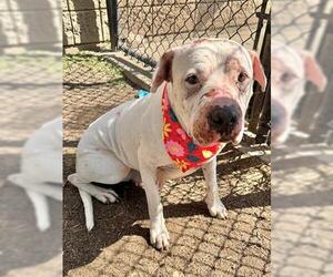 American Pit Bull Terrier-Unknown Mix Dogs for adoption in Tulsa, OK, USA