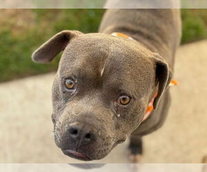American Pit Bull Terrier-Unknown Mix Dogs for adoption in Tulsa, OK, USA