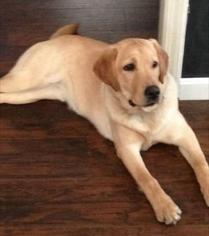 Labrador Retriever Dogs for adoption in Pawtucket, RI, USA