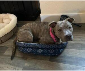 American Pit Bull Terrier Dogs for adoption in Oakley, CA, USA