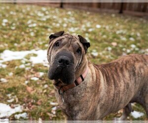 Chinese Shar-Pei Dogs for adoption in Princeton, MN, USA