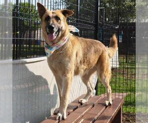 German Shepherd Dog-Unknown Mix Dogs for adoption in San Antonio, TX, USA