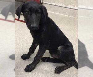 Labrador Retriever Dogs for adoption in Riverside, CA, USA