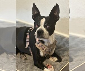 Boston Terrier Dogs for adoption in Little Elm, TX, USA