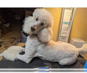 Poodle (Standard) Dogs for adoption in Pacolet, SC, USA