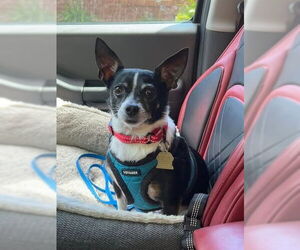 Chihuahua Dogs for adoption in Ellijay, GA, USA