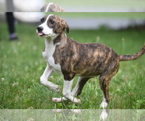 Plott Hound-Unknown Mix Dogs for adoption in Mechanicsburg, PA, USA