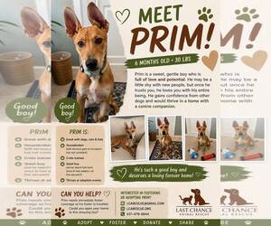 Mutt Dogs for adoption in Woodbury, NY, USA