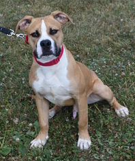 Boxer-Unknown Mix Dogs for adoption in Valparaiso, IN, USA