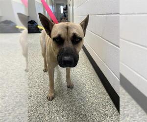 German Shepherd Dog-Staffordshire Bull Terrier Mix Dogs for adoption in Rosenberg, TX, USA