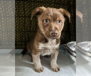 Australian Shepherd-Unknown Mix Dogs for adoption in Columbus, IN, USA