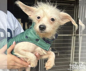 Chihuahua-Unknown Mix Dogs for adoption in Washington, DC, USA