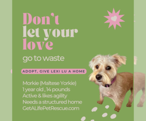 Maltese-Unknown Mix Dogs for adoption in Plantation, FL, USA