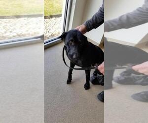Labrador Retriever Dogs for adoption in Oskaloosa, IA, USA