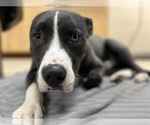 Siberian Husky-Unknown Mix Dogs for adoption in Center Township, PA, USA