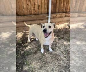 Beagle-Cardigan Welsh Corgi Mix Dogs for adoption in Plano, TX, USA