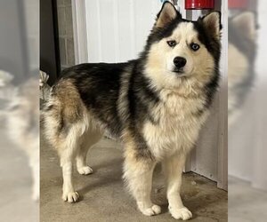 Huskies -Pomeranian Mix Dogs for adoption in Sistersville, WV, USA