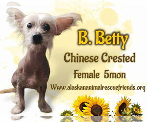 Mutt Dogs for adoption in Anchorage, AK, USA