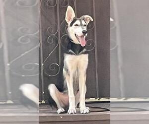 Siberian Husky-Unknown Mix Dogs for adoption in San Antonio, TX, USA
