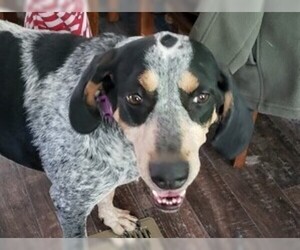 Bluetick Coonhound Dogs for adoption in Cookeville, TN, USA