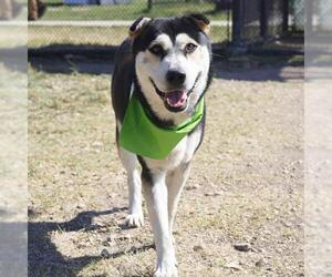 Chinese Shar-Pei-Huskies  Mix Dogs for adoption in San Antonio, TX, USA