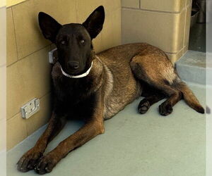 Mutt Dogs for adoption in Riverside, CA, USA