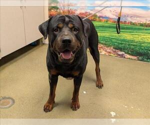 Rottweiler-Unknown Mix Dogs for adoption in Moreno Valley, CA, USA