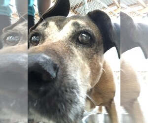 American Bulldog-Unknown Mix Dogs for adoption in Kailua Kona , HI, USA