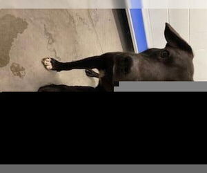 Labrador Retriever-Unknown Mix Dogs for adoption in Tavares, FL, USA