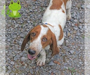 Basset Hound Dogs for adoption in Wakefield, RI, USA