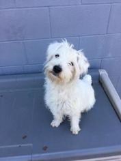 Havanese-Unknown Mix Dogs for adoption in Washougal, WA, USA