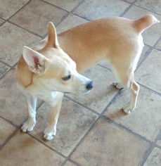 Shiba Inu Dogs for adoption in Dillsburg, PA, USA