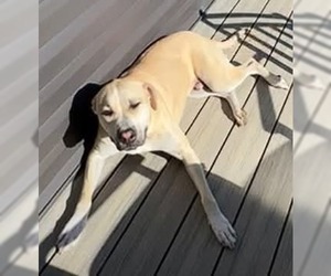 American Pit Bull Terrier-Unknown Mix Dogs for adoption in Germantown, OH, USA