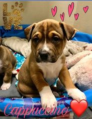 Boxer-Unknown Mix Dogs for adoption in Peachtree City, GA, USA
