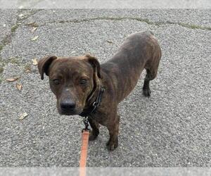 Mutt Dogs for adoption in Martinez, CA, USA