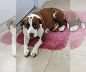Labradinger Dogs for adoption in Brooksville, FL, USA