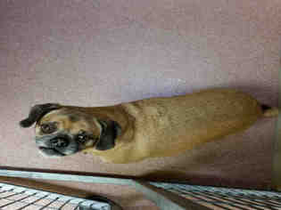 Medium Photo #1 Puggle Puppy For Sale in Ogden, UT, USA