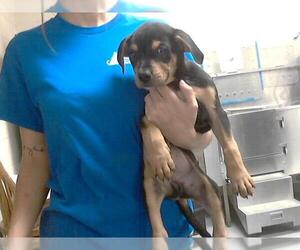 Labrador Retriever-Unknown Mix Dogs for adoption in Fayetteville, NC, USA