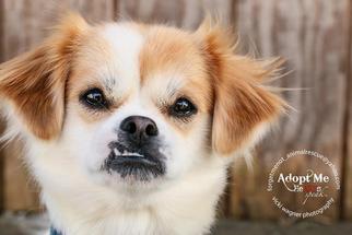 La Pom Dogs for adoption in Strongsville, OH, USA