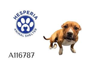 American Pit Bull Terrier-Unknown Mix Dogs for adoption in HESPERIA, CA, USA