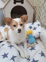 Chiranian Dogs for adoption in Redmond, WA, USA