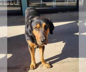 Rottweiler-Unknown Mix Dogs for adoption in San Antonio, TX, USA