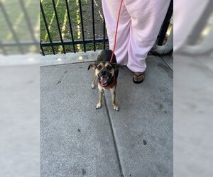 Mutt Dogs for adoption in Stockton, CA, USA