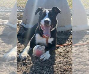 Border Collie-Unknown Mix Dogs for adoption in Louisville, KY, USA