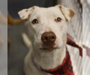 Mutt Dogs for adoption in San Antonio, TX, USA