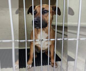 American Staffordshire Terrier-Unknown Mix Dogs for adoption in San Antonio, TX, USA