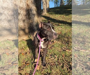 American Pit Bull Terrier-Unknown Mix Dogs for adoption in Germantown, OH, USA
