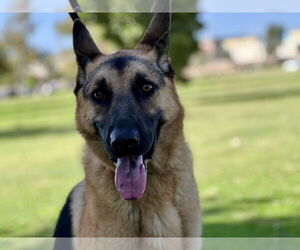 German Shepherd Dog Dogs for adoption in San Diego, CA, USA